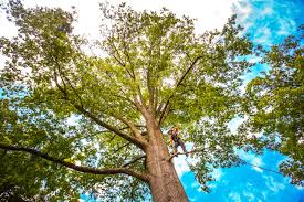 Seasonal Cleanup (Spring/Fall) in Dillsburg, PA