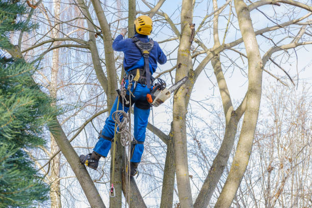 How Our Tree Care Process Works  in  Dillsburg, PA