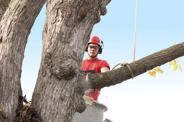 Best Fruit Tree Pruning  in Dillsburg, PA